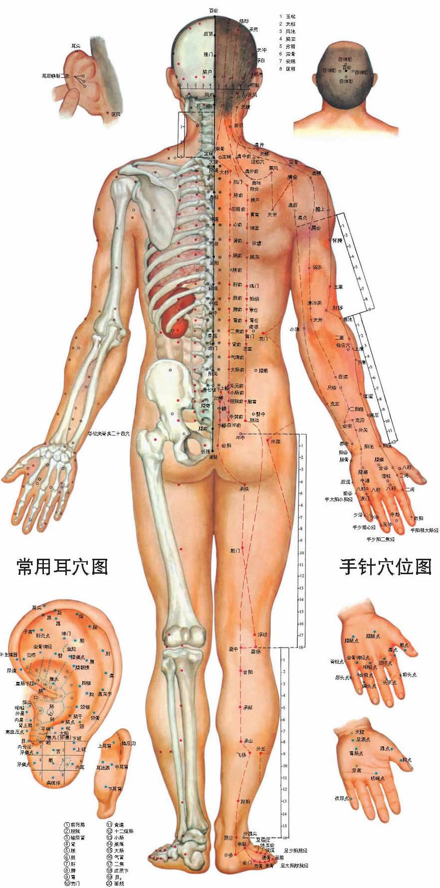背面.jpg