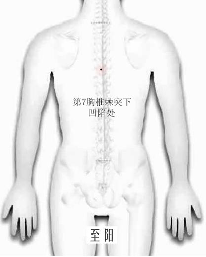 至阳.jpg