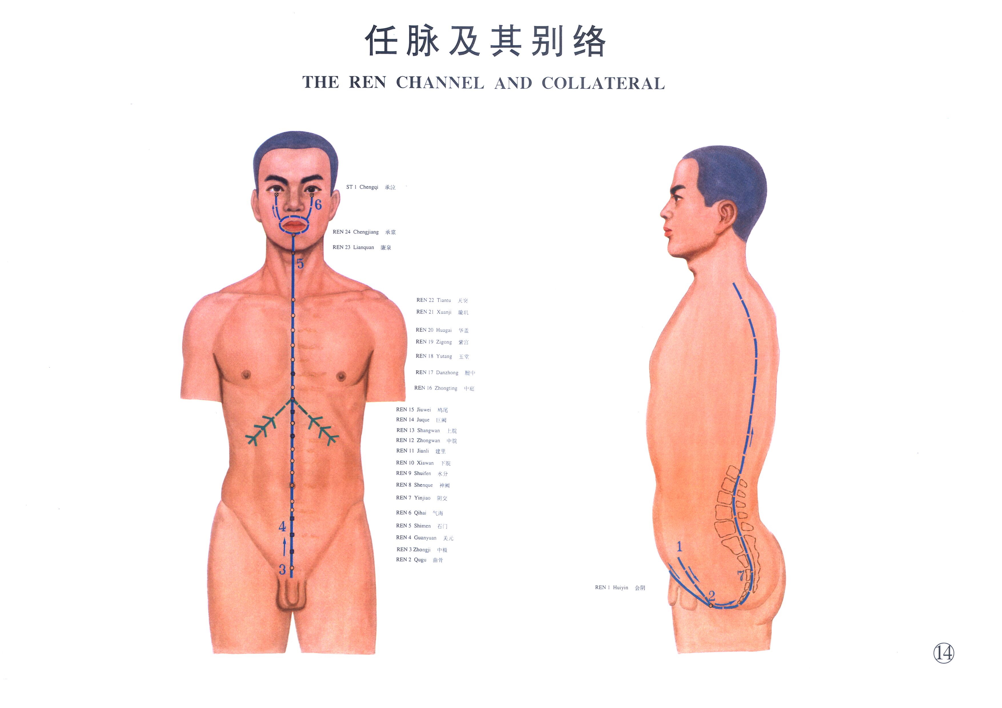 任脉.jpg