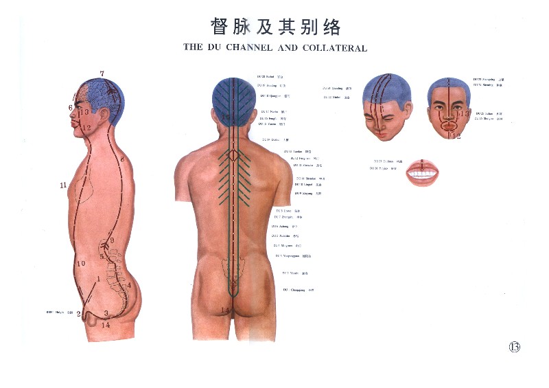 督脉.jpg