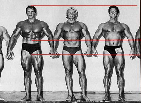 arnoldleglength.jpg