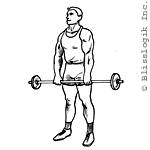 Barbell-Shrug.gif