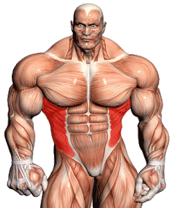 exercises-obliques.gif
