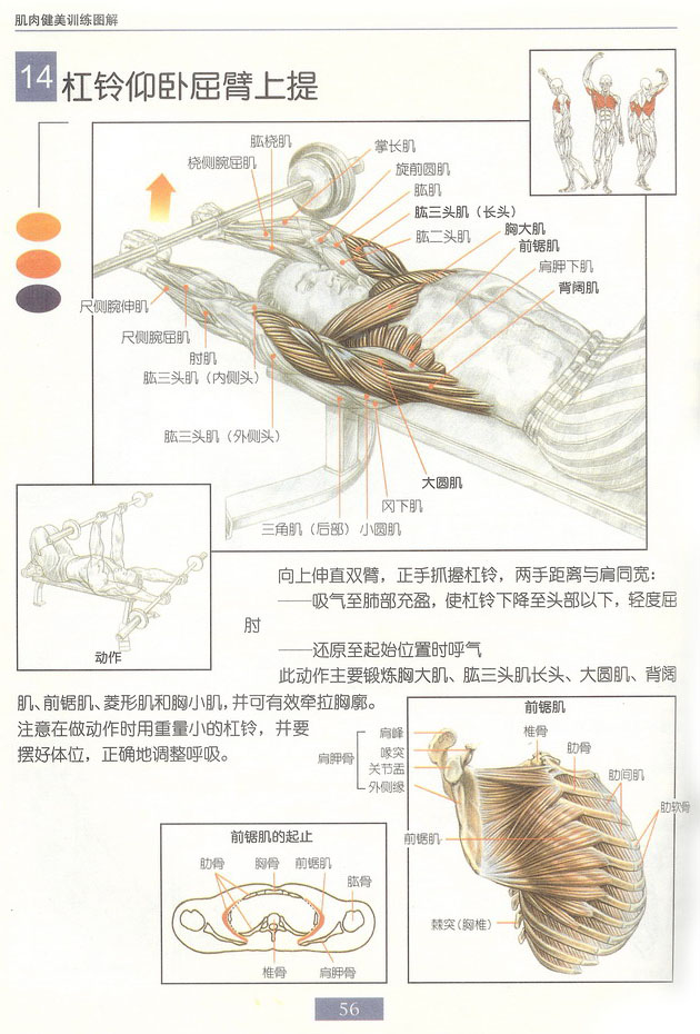 仰卧屈臂上提.jpg