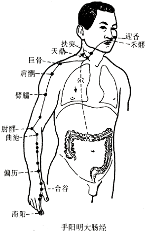 大肠经.gif