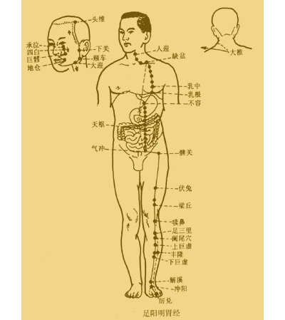 胃经.jpg
