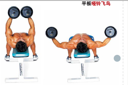哑铃飞鸟.jpg