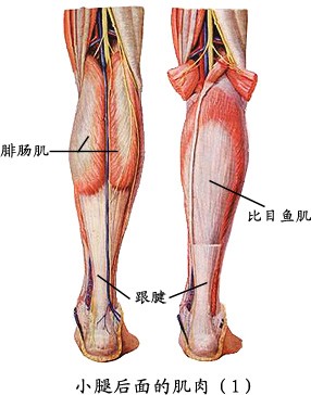 小腿1.jpg