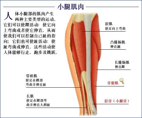 小腿肌肉.bmp