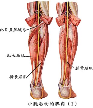 小腿2.jpg