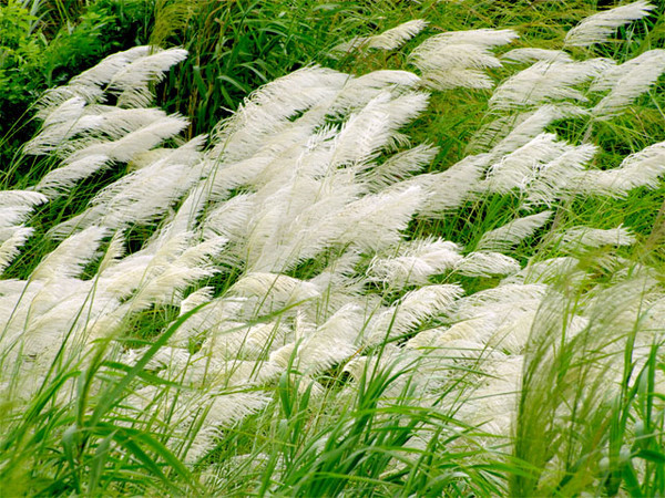 p_large_4bXE_58b400002fd32d11.jpg
