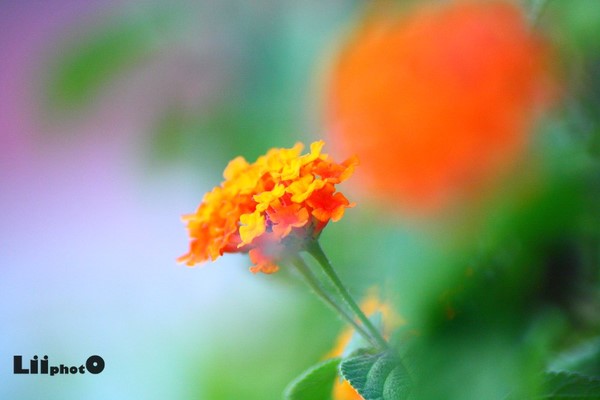 p_large_LKdN_2df10006a94e2d0c.jpg