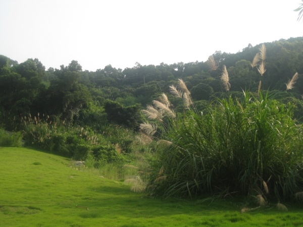 p_large_ZQPJ_4634000275832d0e.jpg