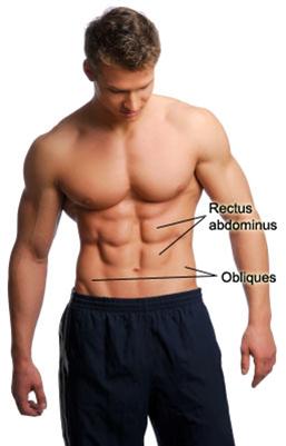 Abs (rectus abdominis).jpg