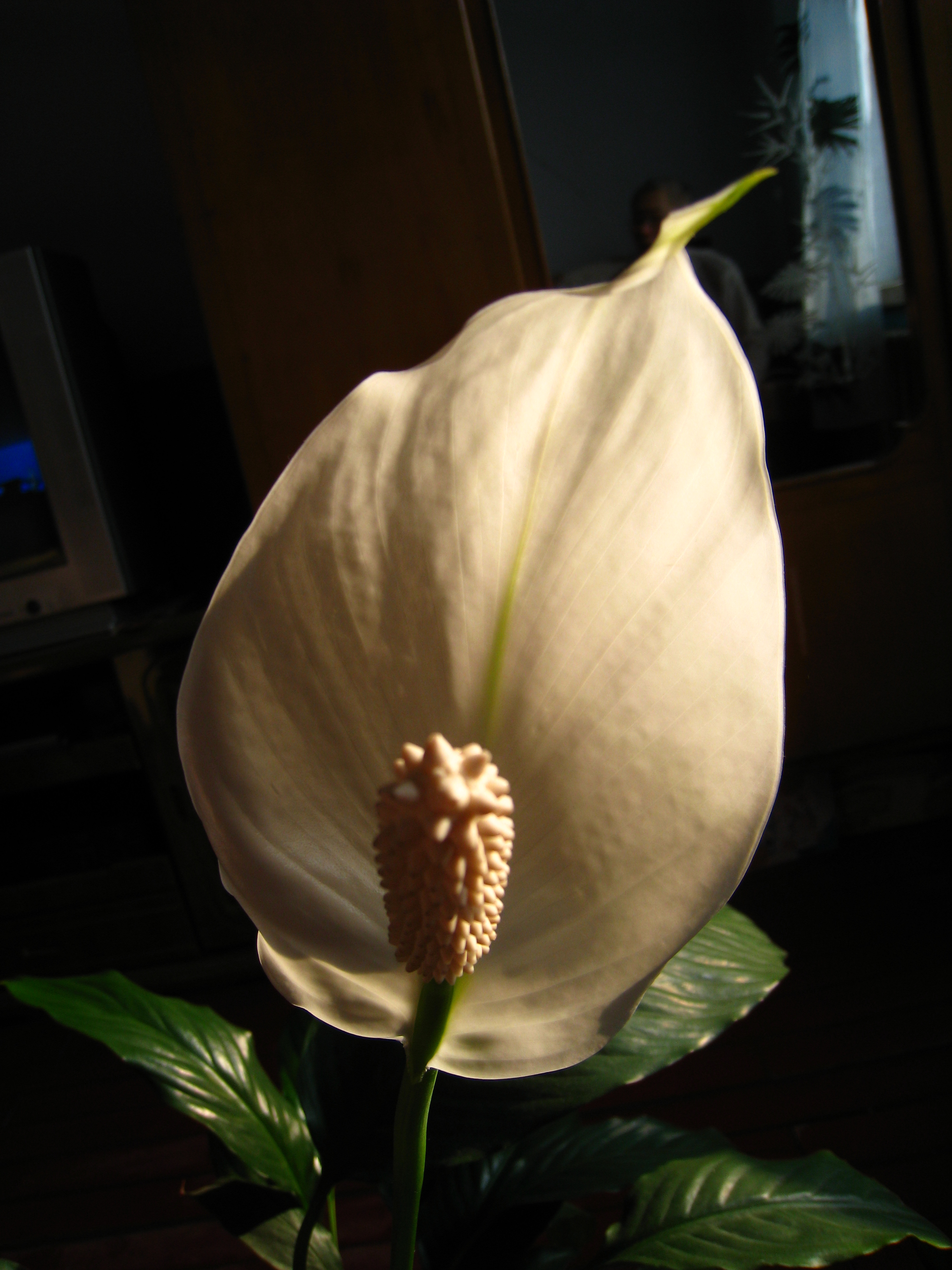 IMG_6470.JPG