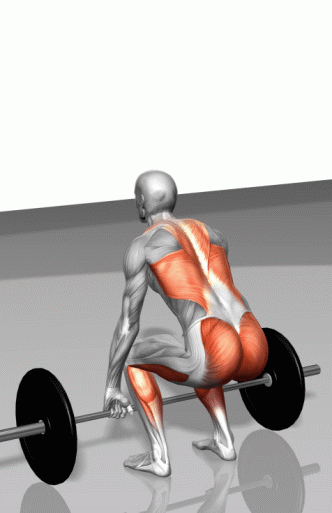 屈腿硬拉.gif