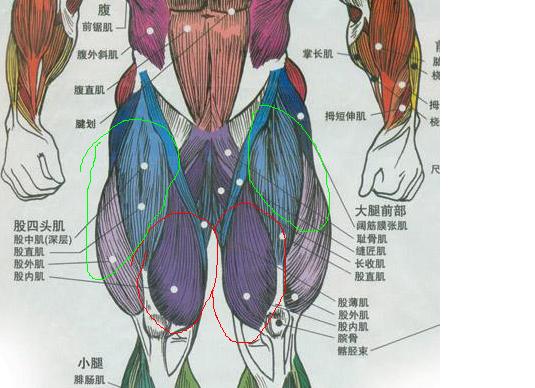 muscl.JPG
