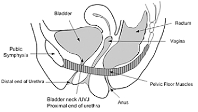 Pubo-coccygeus-female.jpg