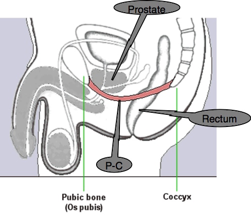 Pubo-coccygeus-male.jpg