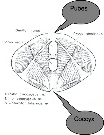 Pubo-coccygeus-muscle.jpg