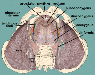 pubococcygeus-muscle-is.jpg