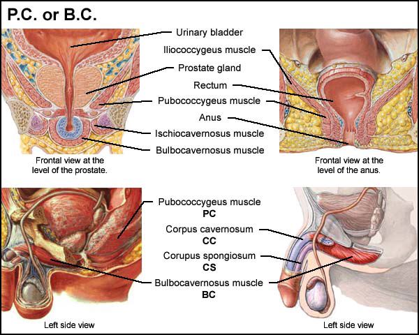 Pubococcygeus-muscle-picture.jpg