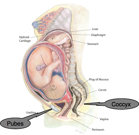 Pubo-coccygeus-pregnant-uterus.jpg