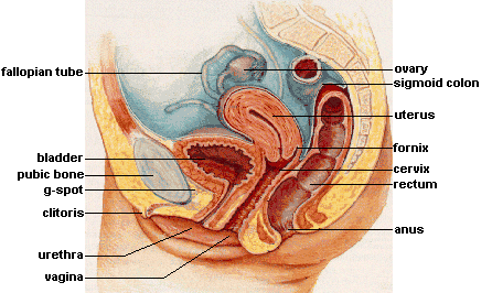 female_anatomy.gif