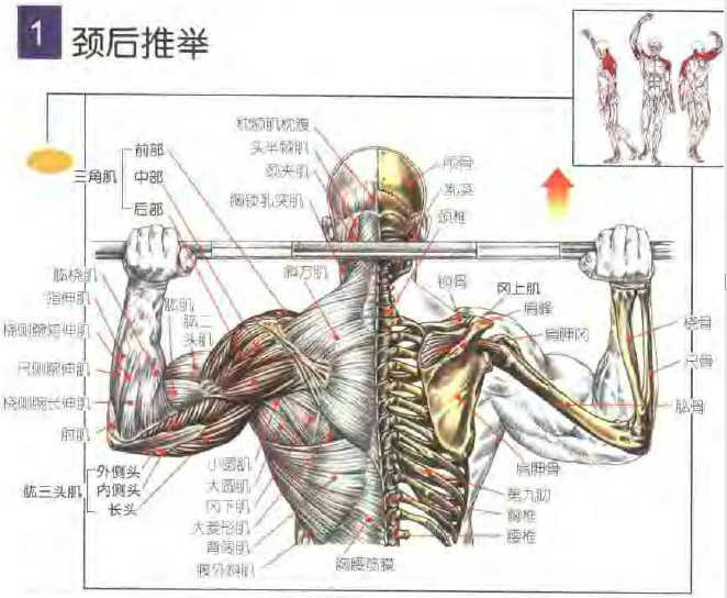 颈后推举.png