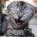 02.gif