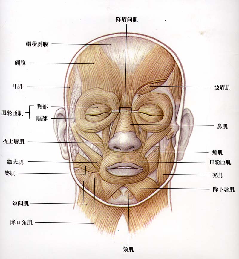 面部肌肉.jpg