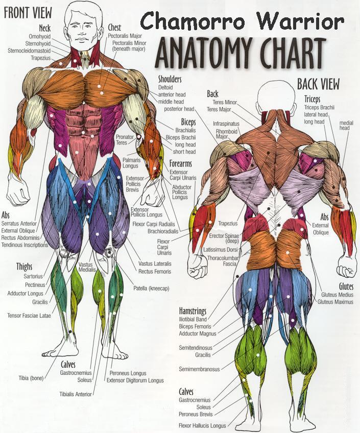muscle1.jpg