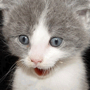 95210.gif