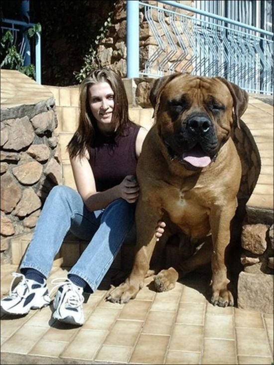 Giantdogs%20(2).jpg