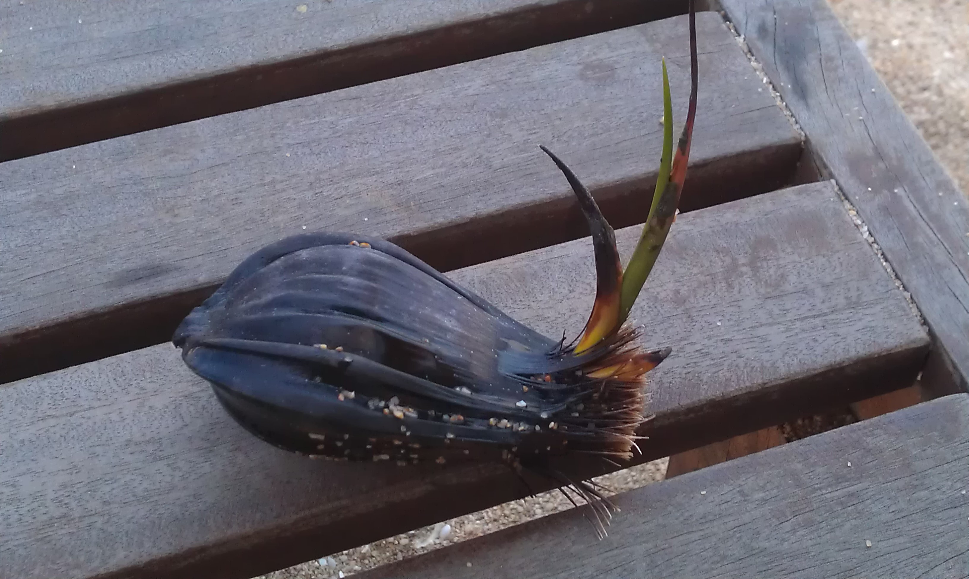 IMAG0804.jpg