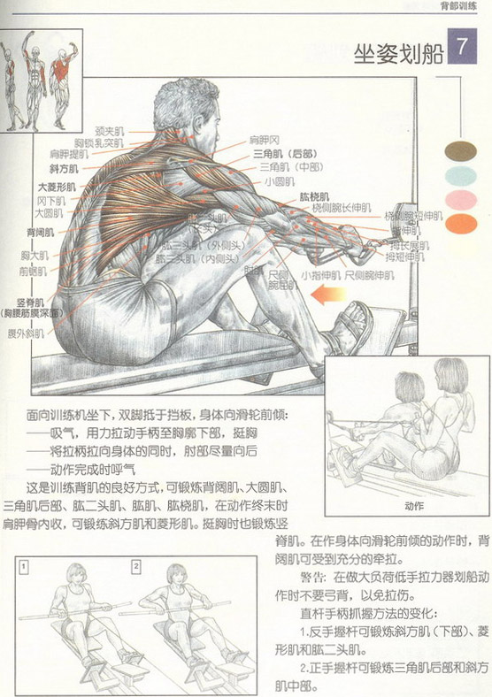 坐姿划船.jpg