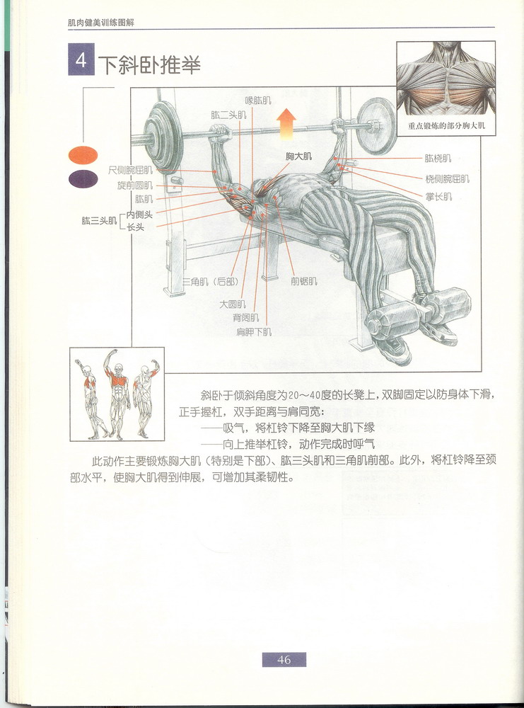 4下斜卧推举.jpg