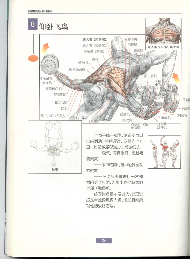 8仰卧飞鸟.jpg