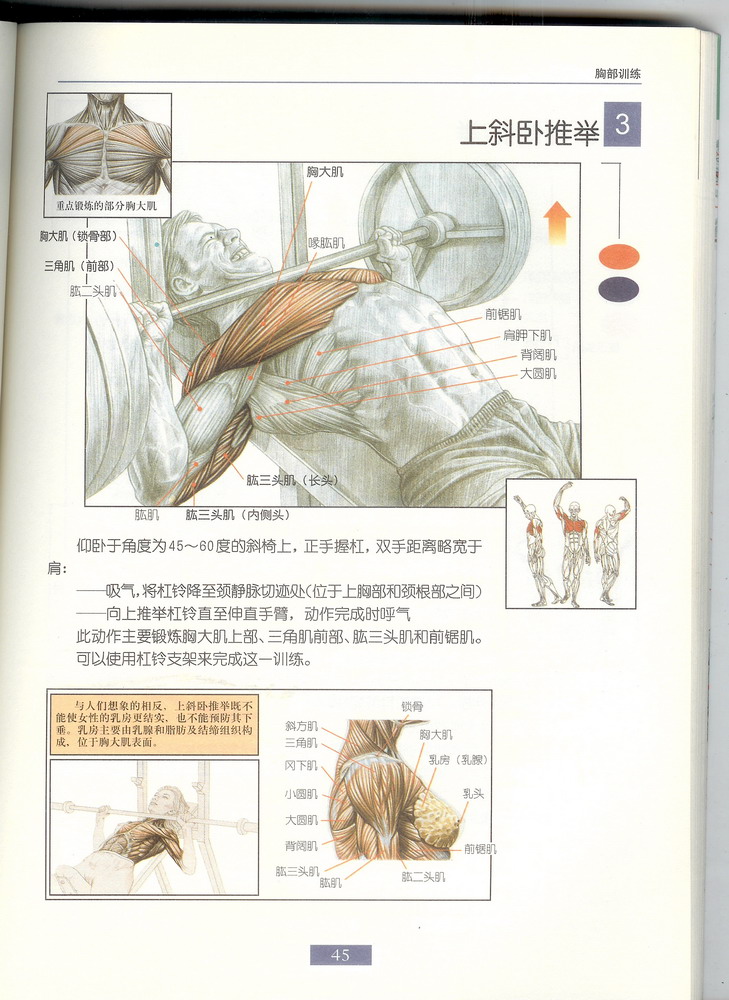 3上斜卧推举.jpg