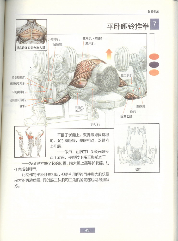 7平卧哑铃推举.jpg