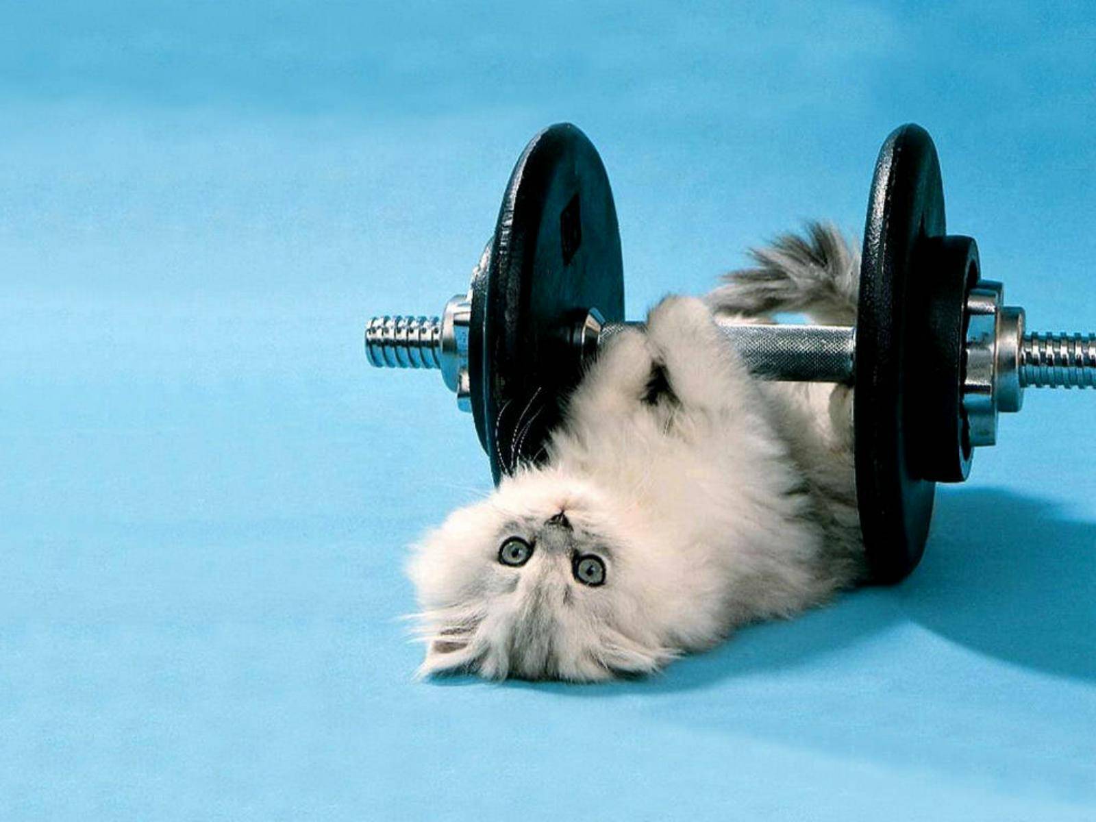 funny_kitten_lifting_weights_computer_background_free_widescreen_hd_wallpapers.jpg