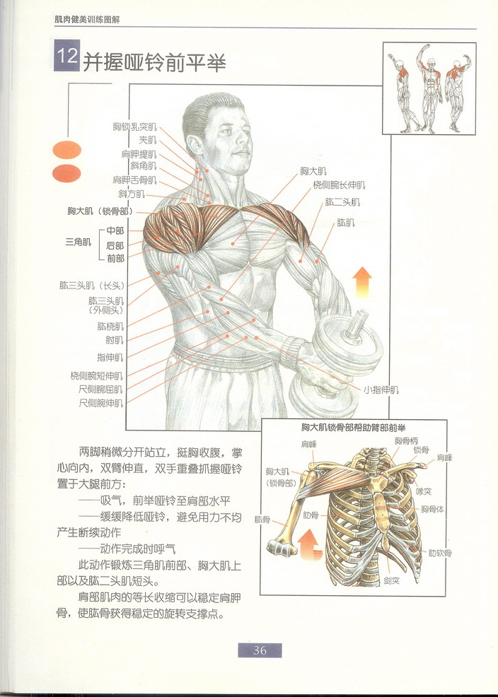 并握哑铃前平举.jpg