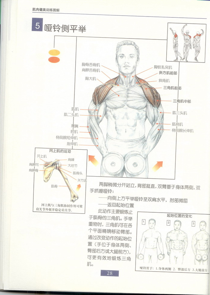 哑铃侧平举.jpg