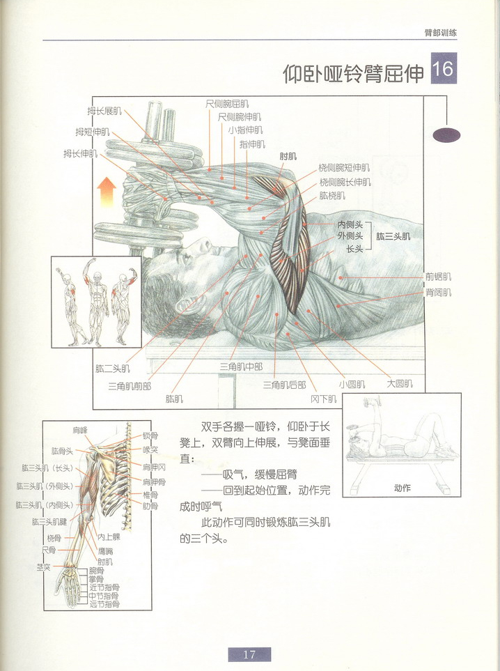 仰卧哑铃臂曲伸.jpg