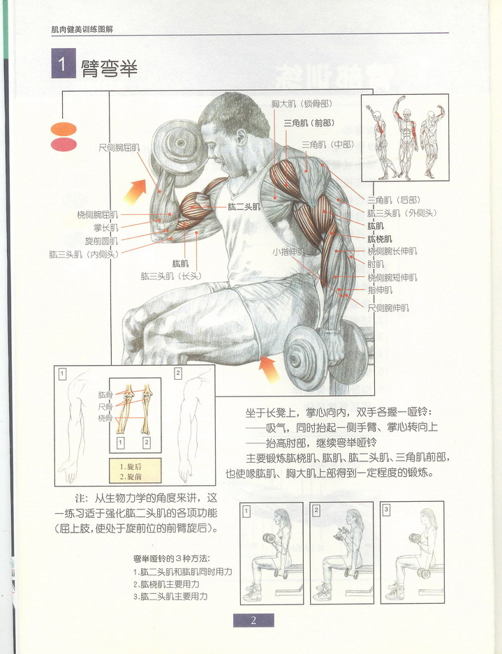 臂弯举.jpg