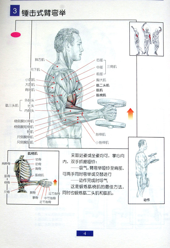 锤击式臂弯举.jpg