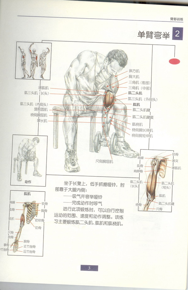 单臂弯举.jpg