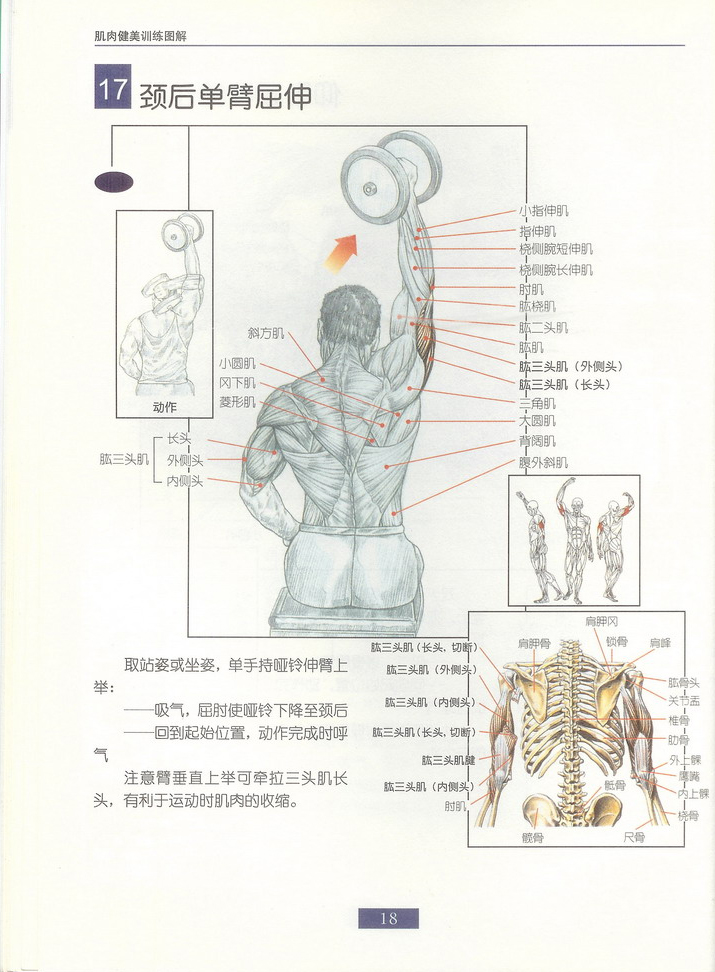 劲后单臂曲伸.jpg