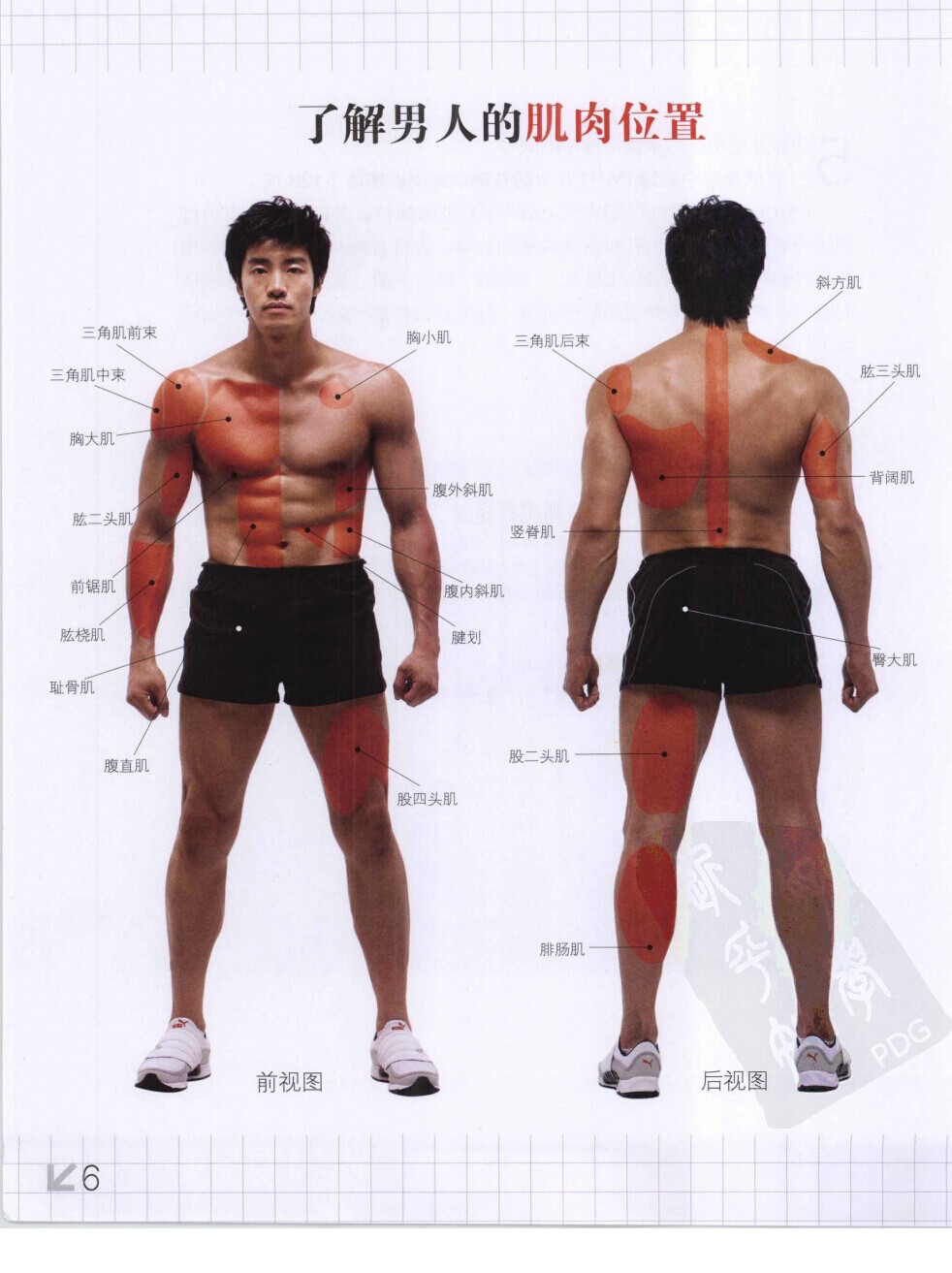 了解男人的肌肉位置.jpg