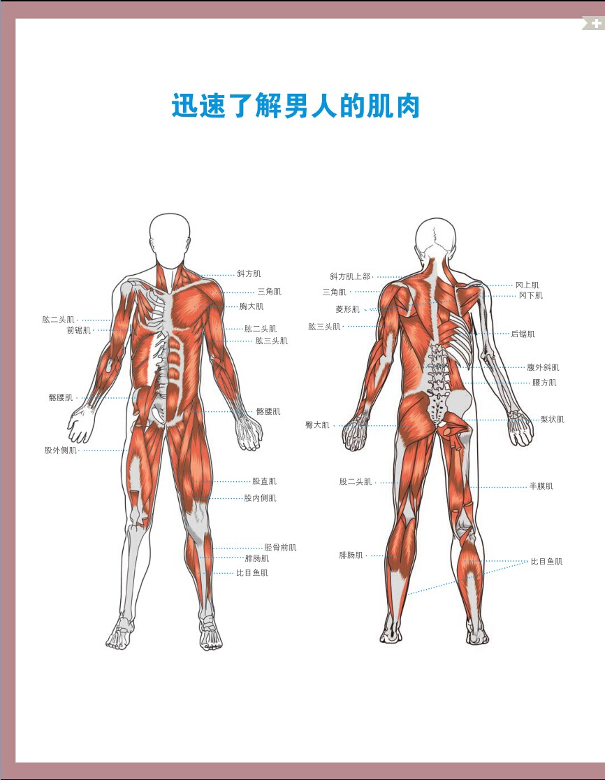 迅速了解男人的肌肉.jpg